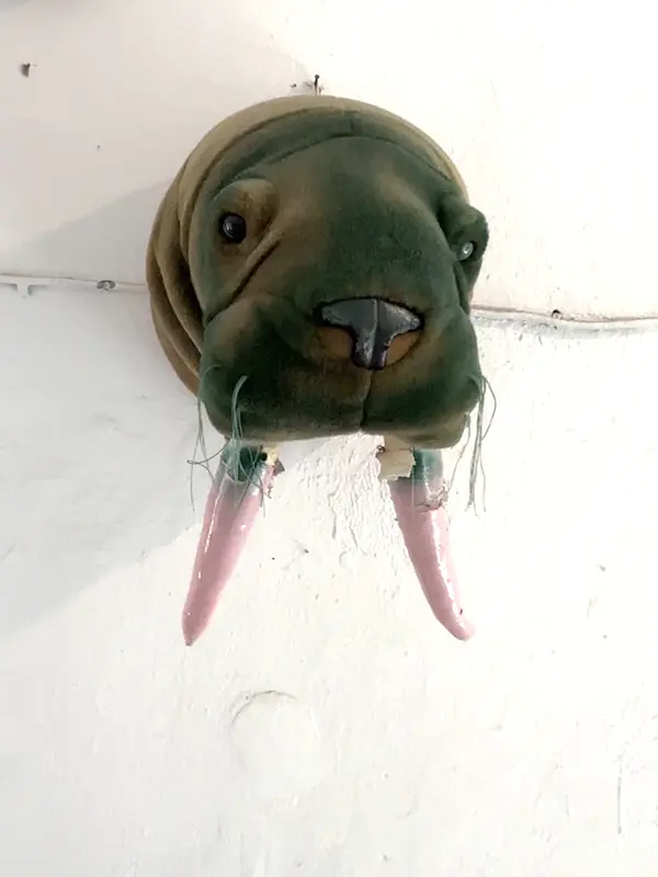 Ein Seehundkopf aus Plüsch an der Wand