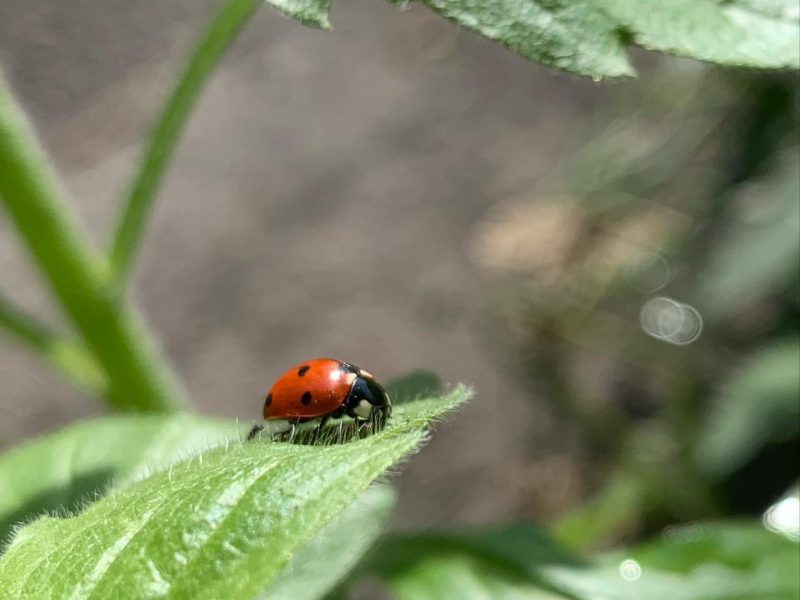 95696046_251340552679471_1796509732141198249_n